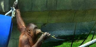 orangutan at Guadalajara Zoo