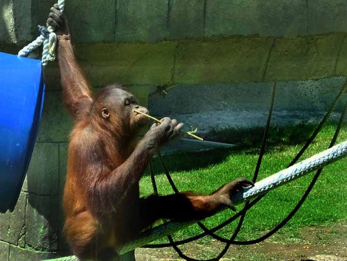orangutan at Guadalajara Zoo