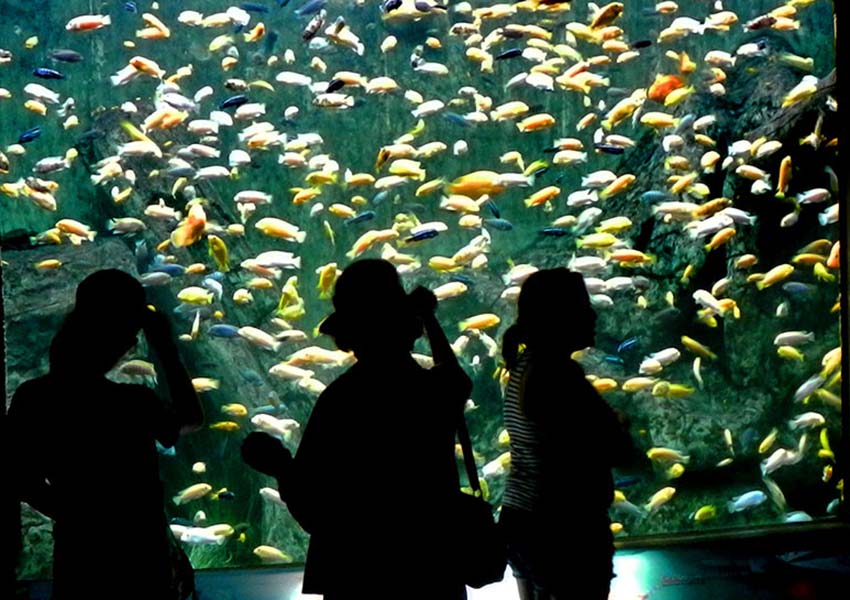 Guadalajara Zoo aquarium