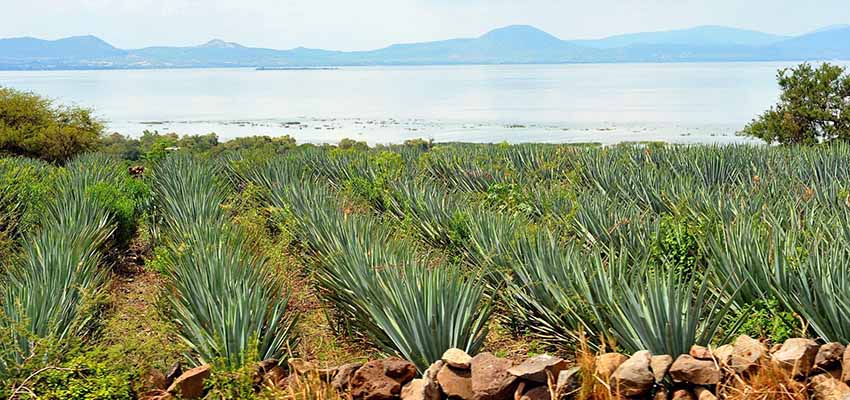 agave fields