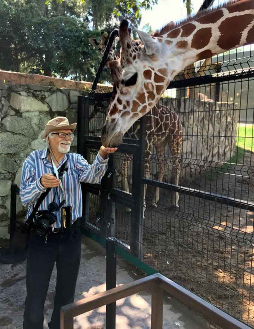 Guest feeding giraffe at Guadalajara Zoo