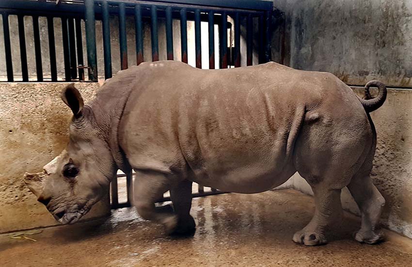rhino at Guadalajara Zoo