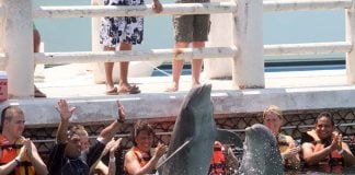 tourists doing dolphin activities in Cancun, Mexico