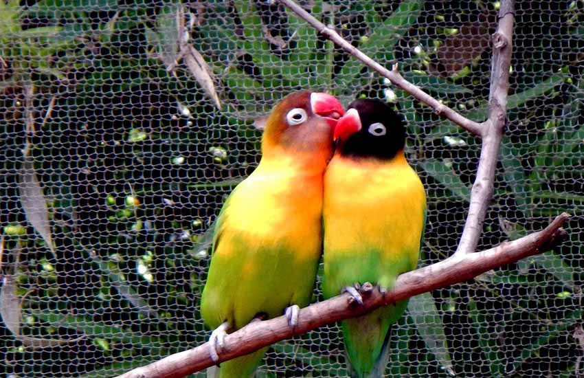 A Fischer’s lovebird, left, and a masked lovebird at Guadalajara Zoo