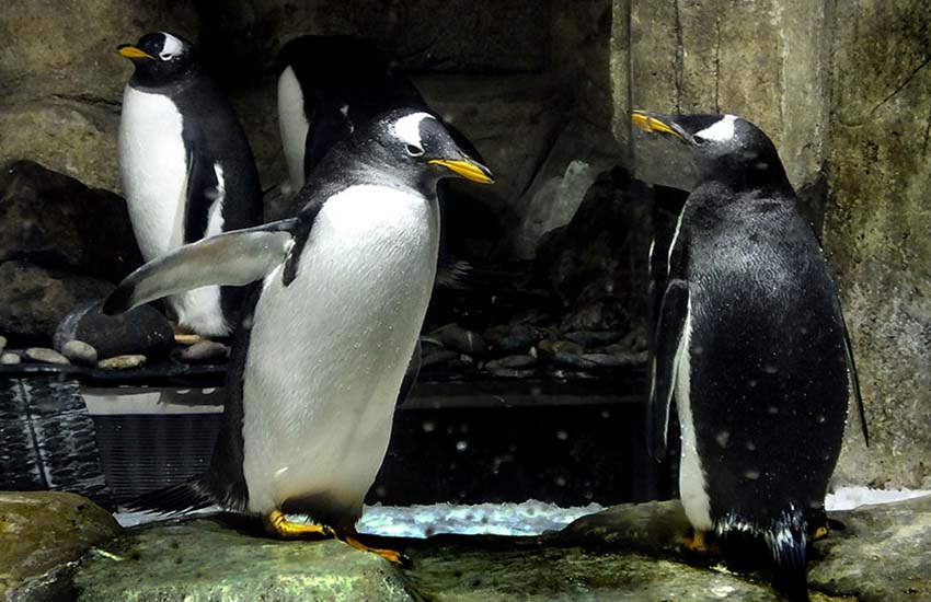Gentoo penguins at Guadalajara Zoo