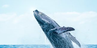 Humpback whale