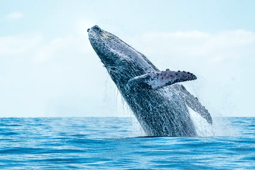 Whalewatching dates announced for 202223 season