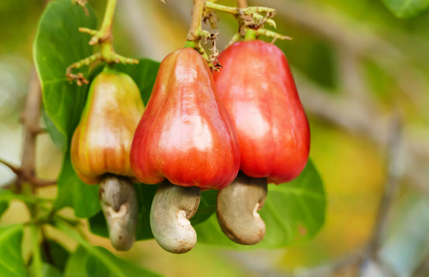 cashews on the tree