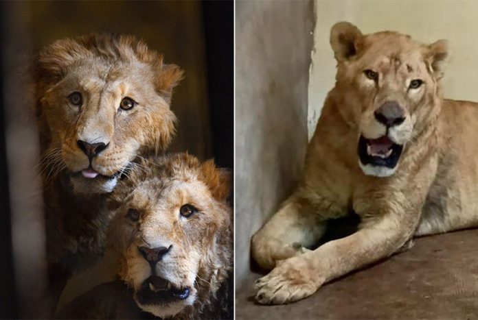 These lions were rescued from Black Jaguar White Tiger and moved to the San Juan de Aragón Zoo in Mexico City in early October.