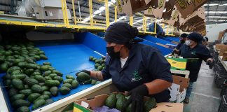 A packing house employee sorts avocados for export in Peribán, Michoacán last year.