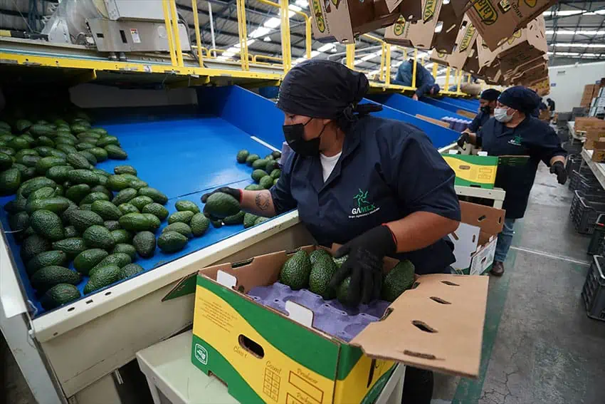A packing house employee sorts avocados for export in Peribán, Michoacán last year.