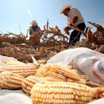 Though domestic incentives have helped, it is unclear if Mexico will be able to produce enough corn to meet demand without current GM imports.