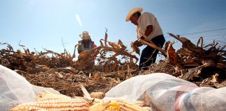 Though domestic incentives have helped, it is unclear if Mexico will be able to produce enough corn to meet demand without current GM imports.