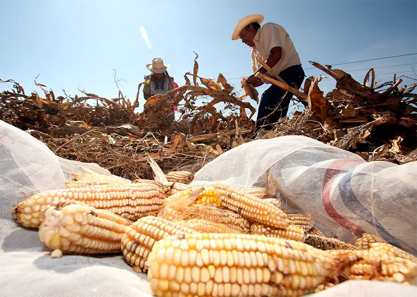 feds-look-for-suppliers-of-non-gm-corn-as-imports-ban-nears