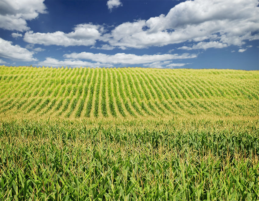 A large industrial corn field on a partly cloudy day