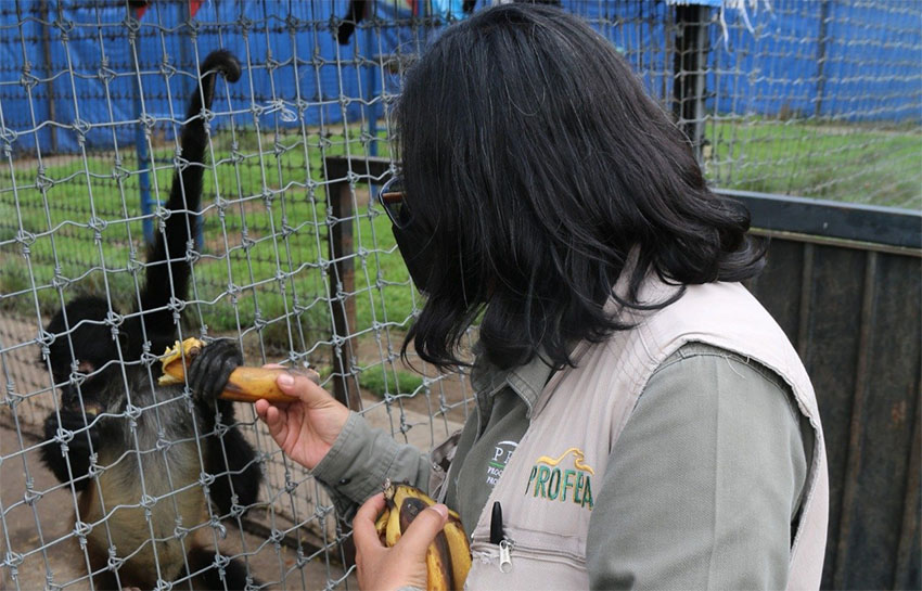 A Profepa official feeds a monkey at the sanctuary in July.