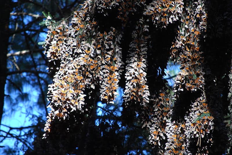 monarch butterflies in the Sierra Chincua mountain range in Michoacan, Mexico