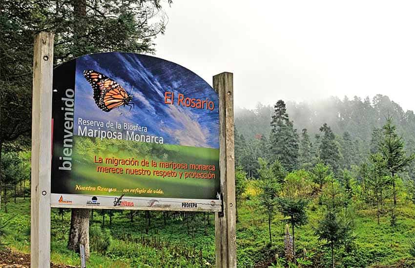 El Rosario monarch butterfly sanctuary in Ocampo, Michoacan