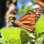 monarch butterfly