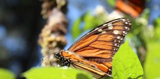 monarch butterfly
