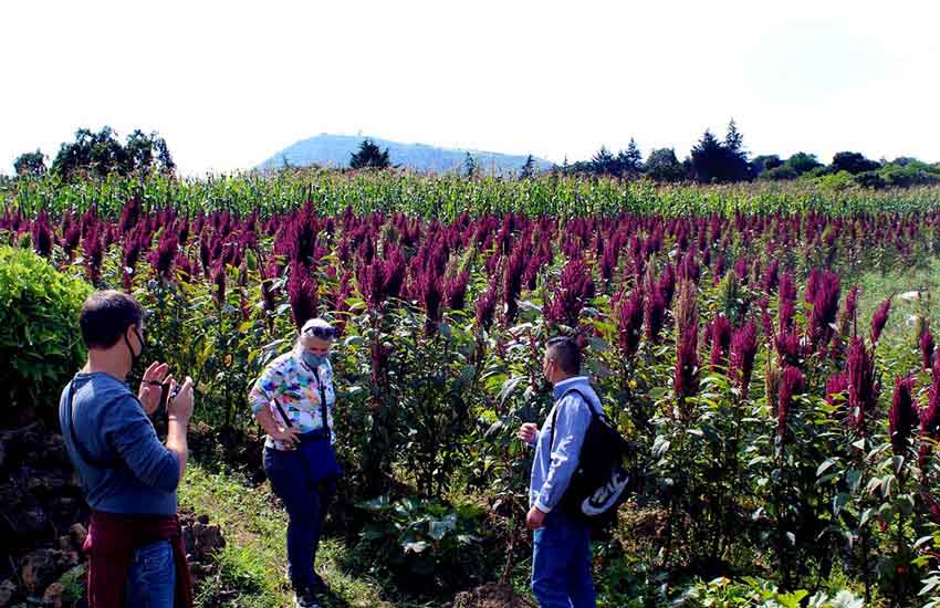 amaranth plants growing on Teuhtli volcano