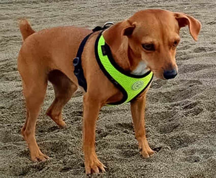 Coco the turtle egg sniffing conservationist dog in Jalisco