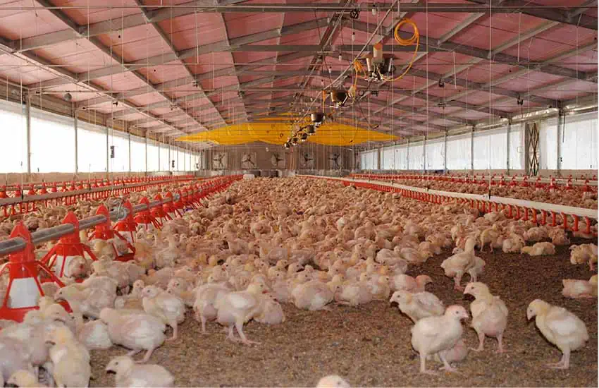 poultry farming in mexico