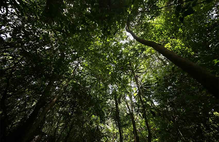 Lancondon Rainforest in Chiapas, Mexico