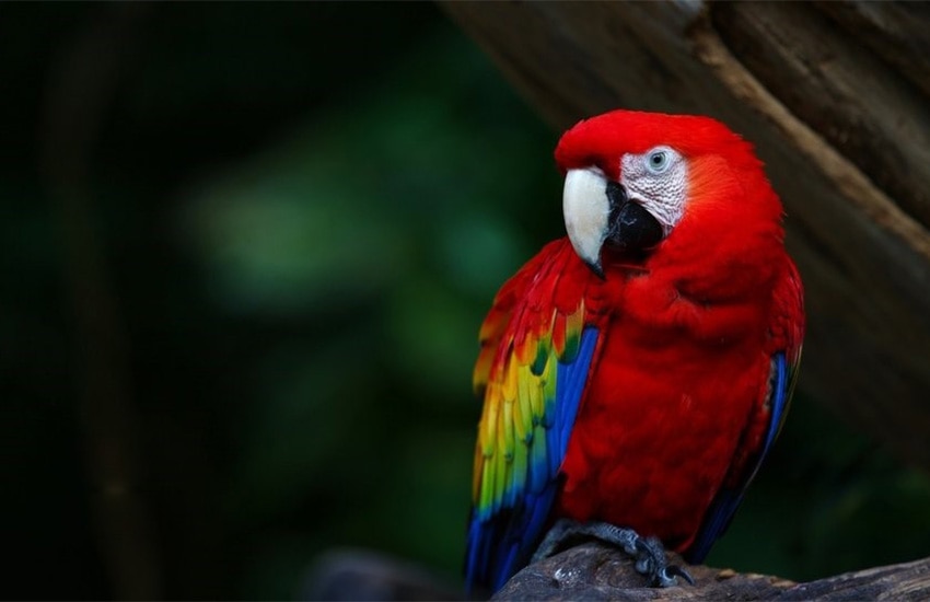 scarlet macaw in Lancandon Rainforest, Chiapas, Mexico