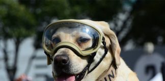 Mexico's famous rescue dog, Frida