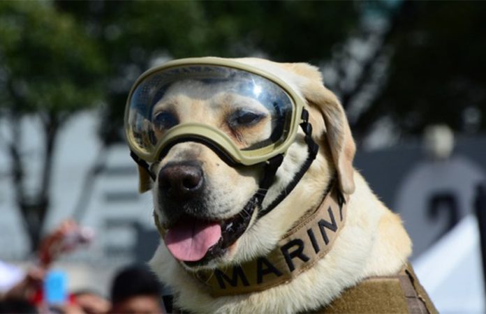 Mexico's famous rescue dog, Frida