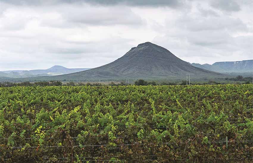 vineyard in Parras, Coahuila