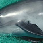 Illegal gillnet fishing has brought the vaquita porpoise to the brink of extinction.