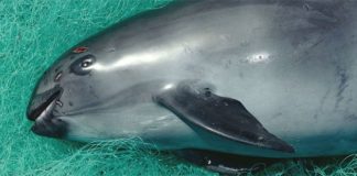 Illegal gillnet fishing has brought the vaquita porpoise to the brink of extinction.