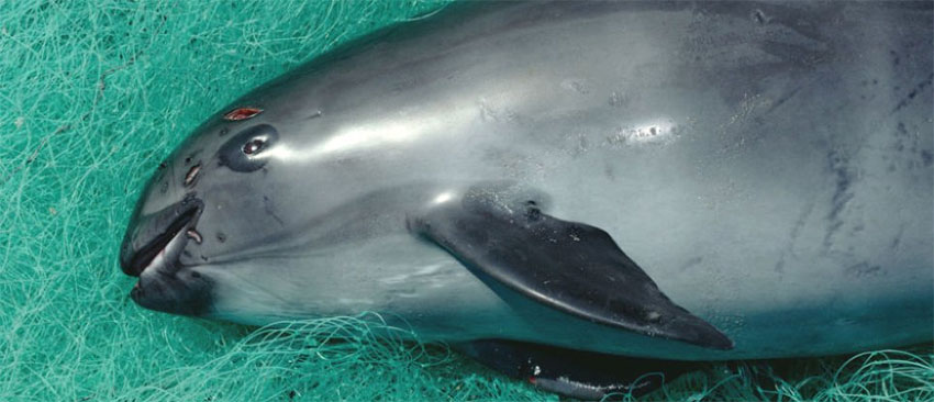 Illegal gillnet fishing has brought the vaquita porpoise to the brink of extinction.