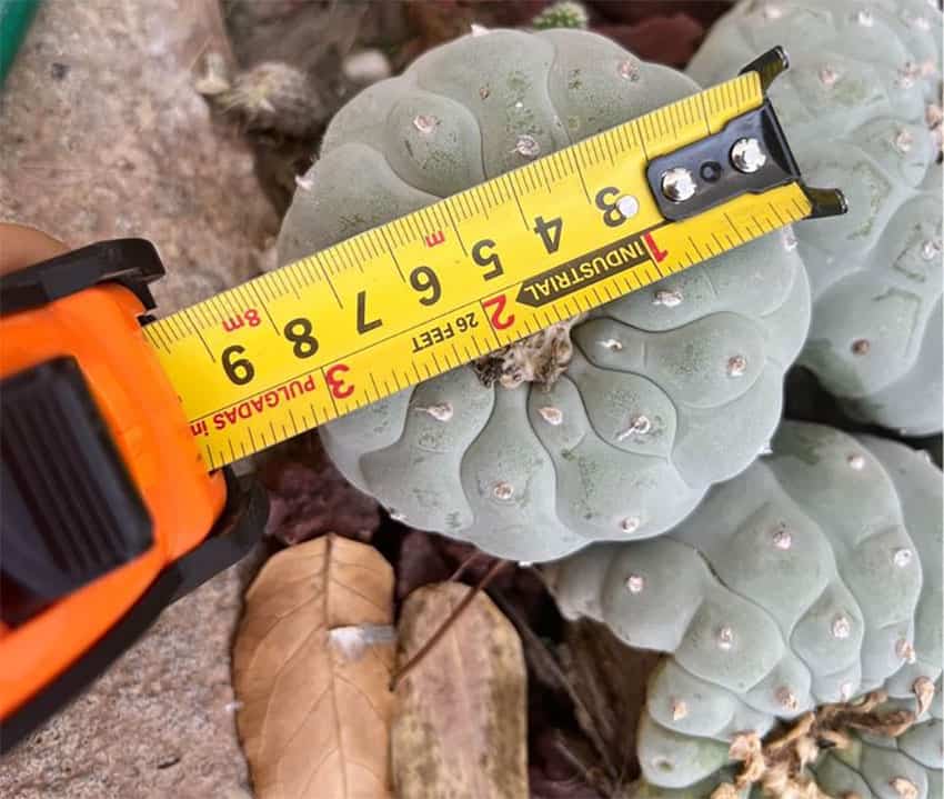 An endangered peyote cactus recently advertised for sale on Facebook.