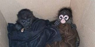 After these young monkeys (a spider monkey and a howler monkey) were confiscated from traffickers, the Culiacán Zoo in Sinaloa became their home.