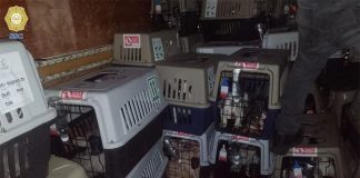Dogs and puppies in transport cages at night.