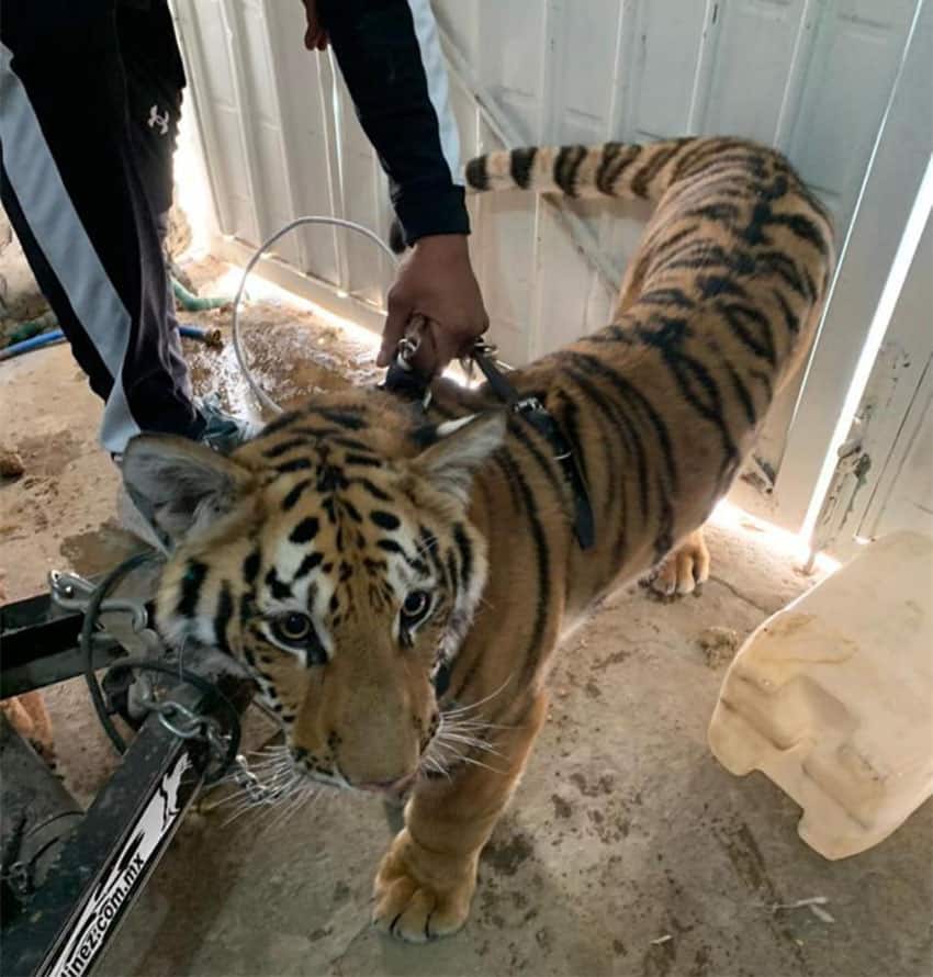 This young tiger was rescued by Profepa earlier this year after it was seen peeking out the window of a house in México state.