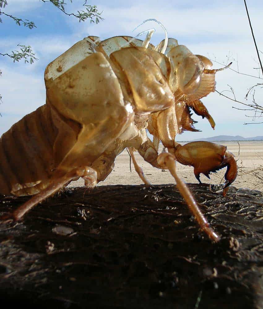 The exoskeleton of a cicada on the shore of San Marcos Lagoon in Jalisco, Mexico
