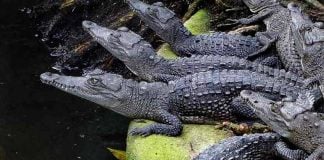 Baby crocs at El Cocodrilario de La Manzanilla in Jalisco, Mexico