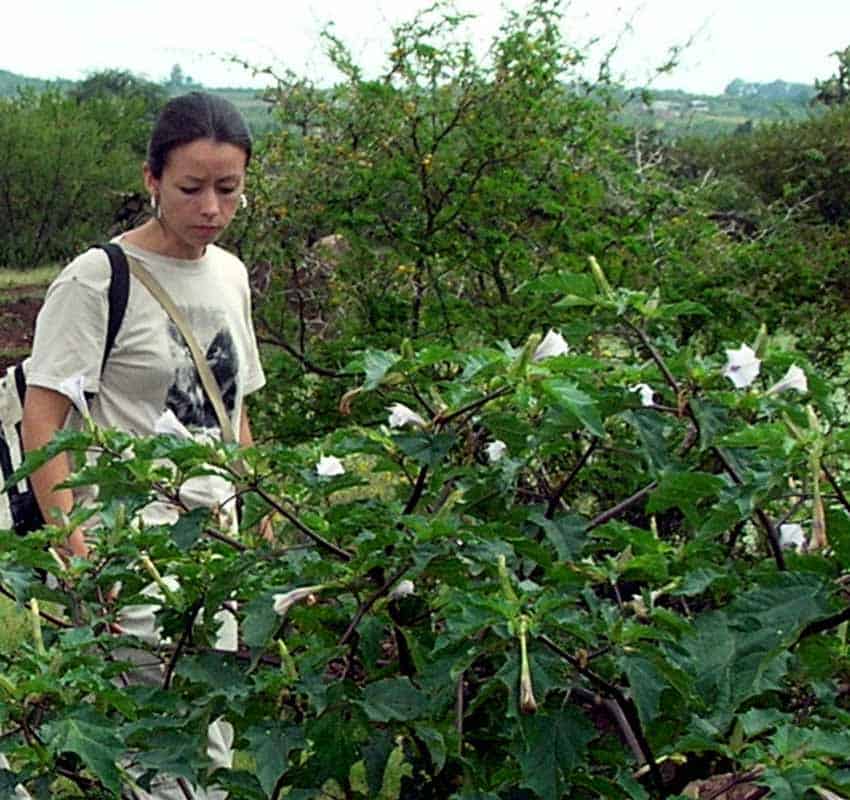 Jimsonweed in Jalisco, Mexico