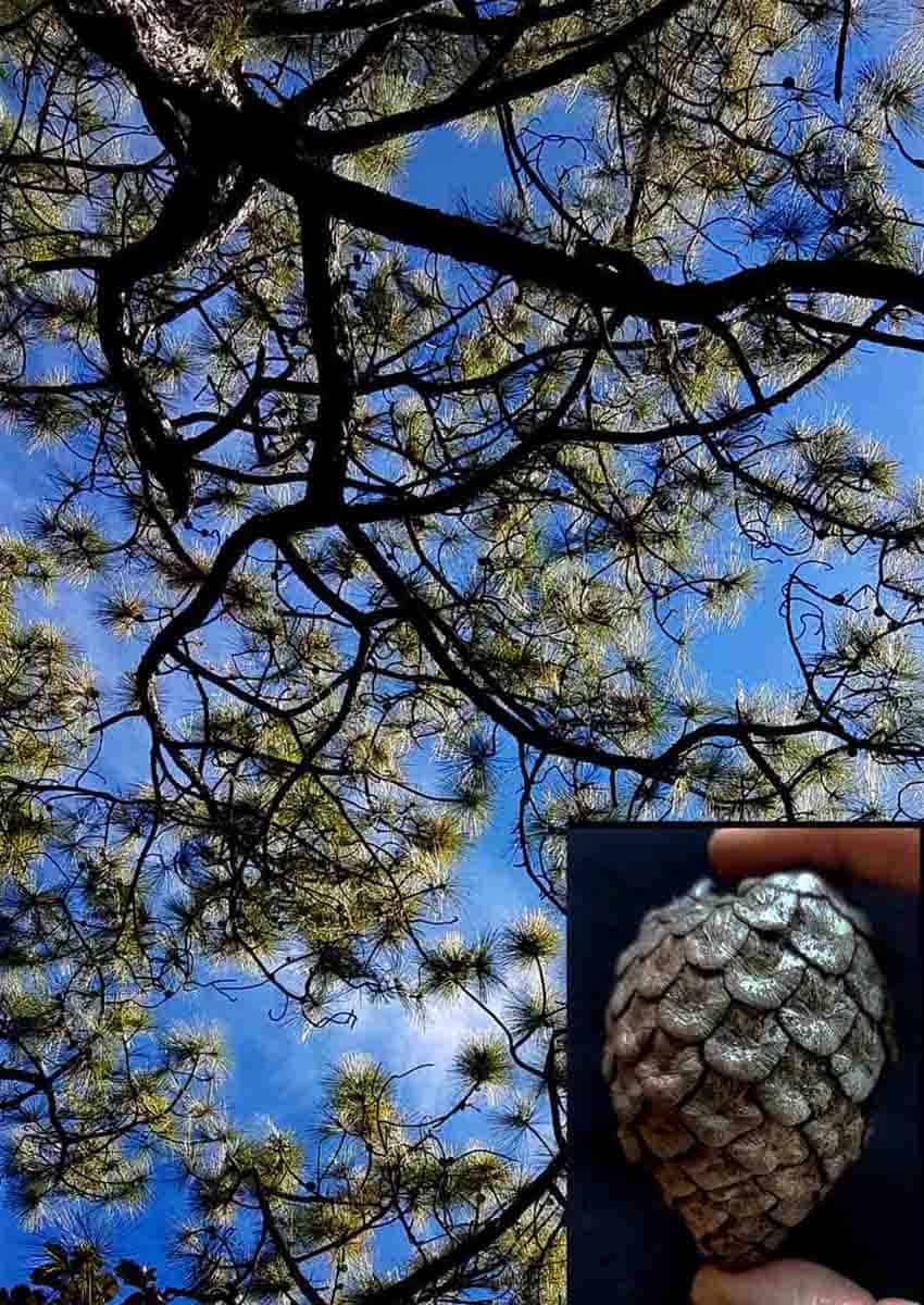 egg-cone pine (Pinus oocarpa) in Jalisco, Mexico