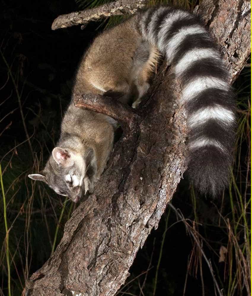 ringtail cat (cacomixtle) in Primavera Forest of Jalisco, Mexico