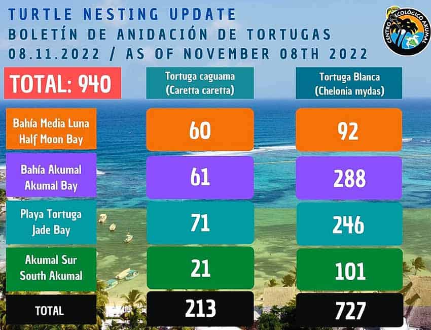 Centro Ecologico Akumal, Akumal, Quintana Roo, sea turtle hatching counts in Akumal beaches 2022
