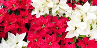 Poinsettias