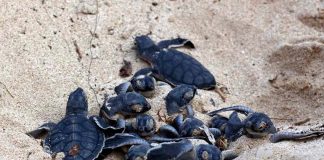 baby sea turtles