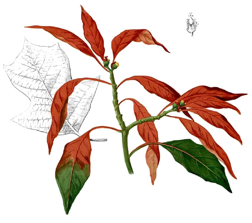 Drawing of a poinsettia from the 1850s in the Phillipines