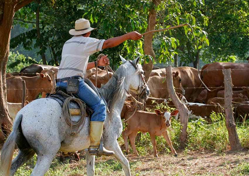 Mexican cattle farmer