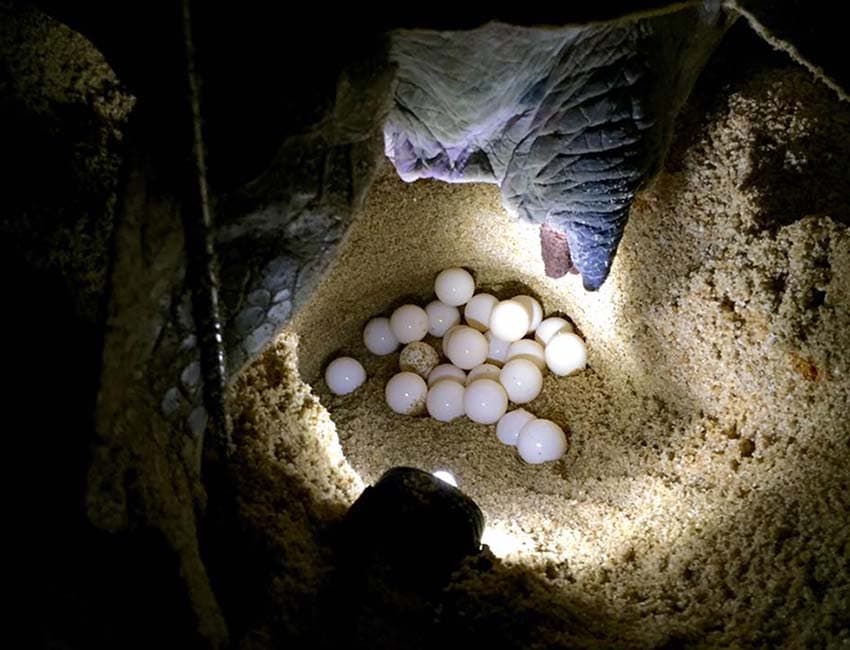 Green turtle nesting